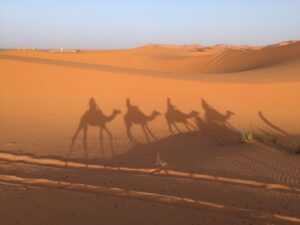 desert, sand, nature, camel, landscape, trip, sunset, dromedaries, dromedary, sahara, maroc, morocco